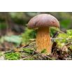 Podgrzybek brunatny – żywa grzybnia – większe opakowanie