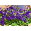 Petunia wielkokwiatowa - niebieska