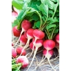 Rzodkiewka Ewka - czerwona z białym końcem