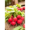 Rzodkiewka Orla - okrągła, czerwona