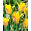 Tulipan Kolpakowskiana - 5 szt.