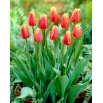 Tulipan Lambada - duża paczka! - 50 szt.
