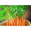 Marchew Pierwszy Zbiór - wczesna - NA TAŚMIE