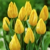 Tulipan Yokohama - duża paczka! - 50 szt.