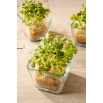 Microgreens - Gorczyca - młode listki o unikalnym smaku - 1 kg