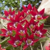 Tulipan Tiny Timo - 50 szt.