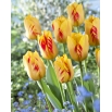 Tulipan Olympic Flame - 5 szt.