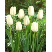 Tulipan Maureen - 5 szt.