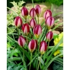 Tulipan Red Beauty - 5 szt.