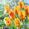 Tulipan Olympic Flame - 5 szt.