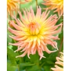 Dalia - Apricot Star