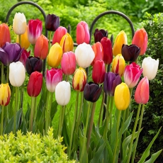 Tulipan Mix - opak. 5 szt.