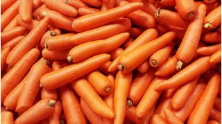 Marchew Flakkese 2 - Flacoro - późna