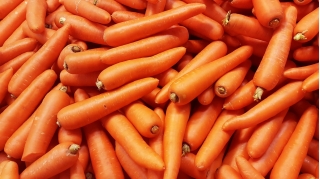 Marchew Flakkese 2 - Flacoro - późna - 100 g