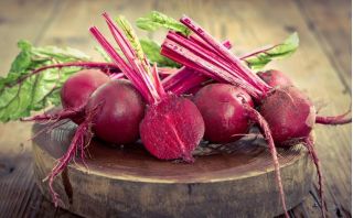 Burak ćwikłowy Czerwona Kula - NA TAŚMIE