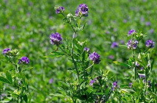 Lucerna siewna Gea - 0,5 kg