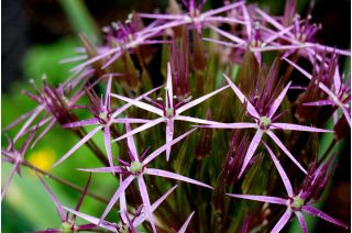 Czosnek ozdobny Krzysztofa - 5 szt.