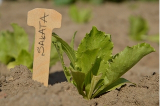 Etykiety drewniane do podpisywania roślin - ekologiczne - 100 szt.