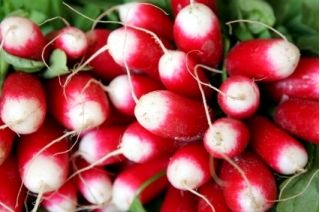 Rzodkiewka 18-dniowa De dix-huit jours