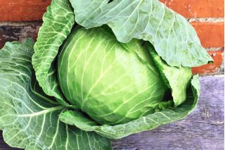 Kapusta głowiasta biała Pierwszy Zbiór