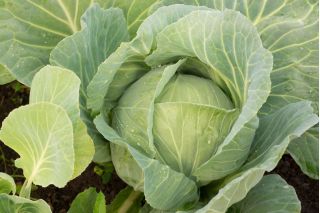 Kapusta głowiasta biała Pierwszy Zbiór