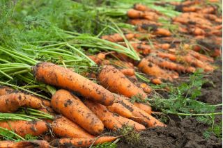 Marchew Rumba - średnio wczesna, słodka i intensywnie pomarańczowa
