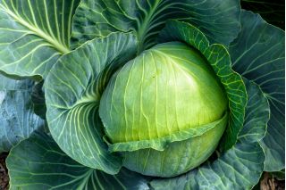 Kapusta głowiasta biała Ditmarska