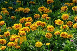 Aksamitka Queen Sophia - rozpierzchła, pomarańczowo-mahoniowa