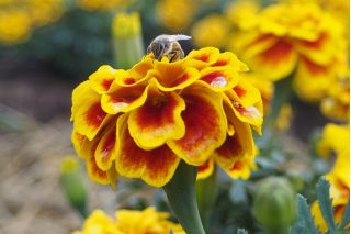 Aksamitka Queen Sophia - rozpierzchła, pomarańczowo-mahoniowa