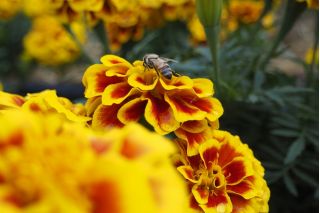 Aksamitka Queen Sophia - rozpierzchła, pomarańczowo-mahoniowa