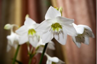 Lilia amazońska - Eucharis amazonica