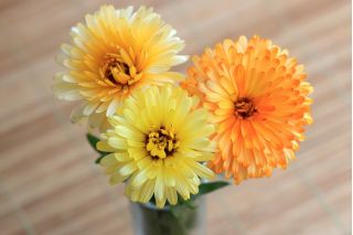 Nagietek lekarski karłowy