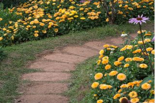 Nagietek lekarski karłowy