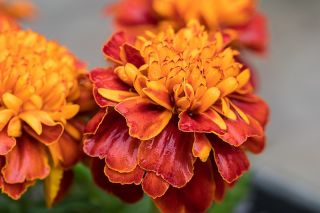 Aksamitka Solan - rozpierzchła, niska