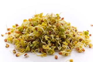 BIO EKO Nasiona na kiełki - Rzodkiewka - Certyfikowane nasiona ekologiczne