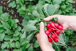 Rzodkiewka Cherry Belle HS (czerwona) - b. wczesna - 100 g