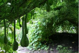 Tykwa pospolita Kobra