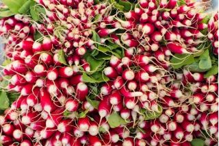 Rzodkiewka 18-dniowa De dix-huit jours