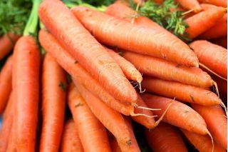 Marchew Amsterdamska - wczesna - NASIONA OTOCZKOWANE