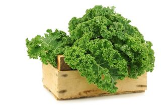 Jarmuż Dwarf Green Curled - zielony