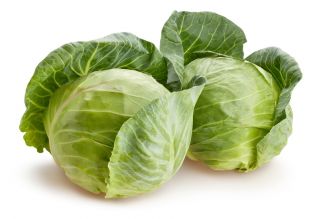 Kapusta głowiasta biała Ditmarska