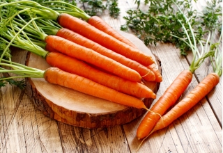 Marchew Krakowia - jadalna, wczesna, mieszaniec