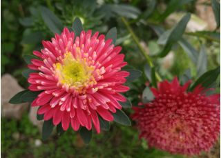 Aster książęcy - czerwony