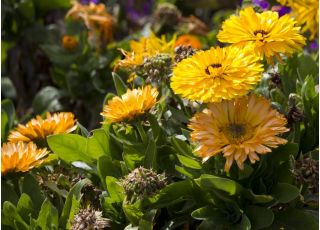 Nagietek lekarski karłowy