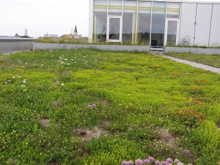 Mieszanka na dachy - rośliny jednoroczne i wieloletnie