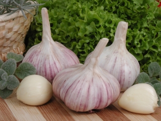 Czosnek jadalny, ozimy Arkus - 5 kg