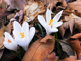 Zimowit Album - duża paczka! - 10 szt.