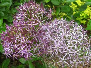 Czosnek ozdobny Krzysztofa - 5 szt.