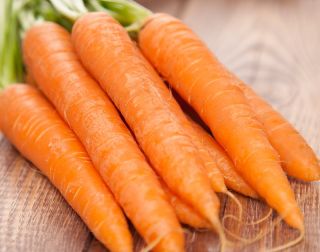 Marchew Lenka - średnio późna - NA TAŚMIE