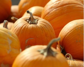 Dynia olbrzymia Otylia